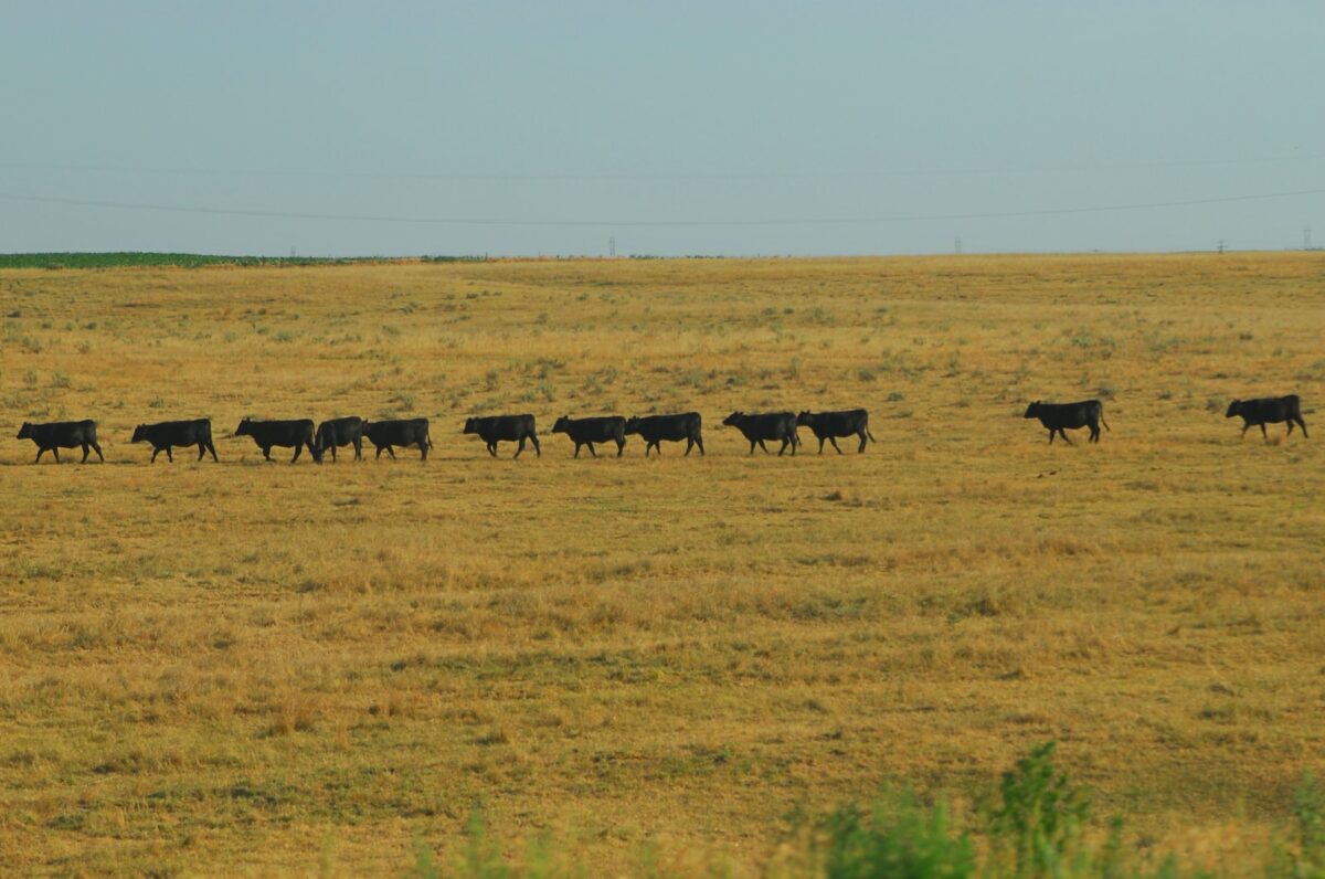 jmymcfgbdmi 1200x796 Harnessing the Power of Internet Marketing: A Guide for Nebraskas Cattle Ranchers